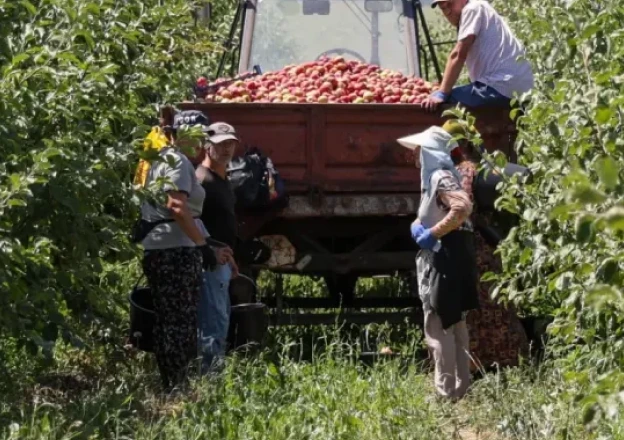 Мои коровы: уход и доение